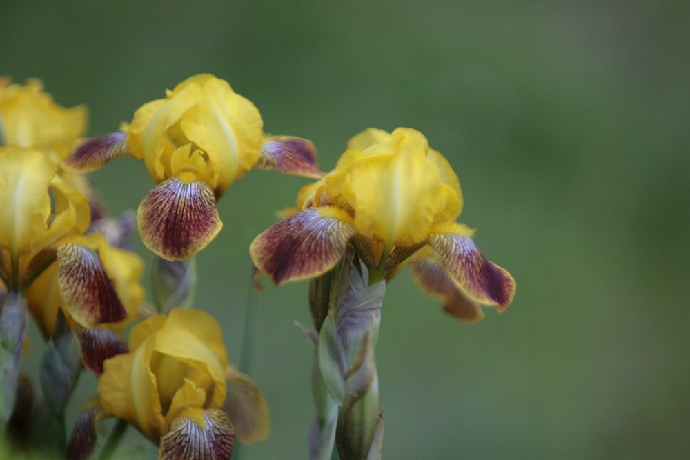 a group of yellow and purple flowers in a field