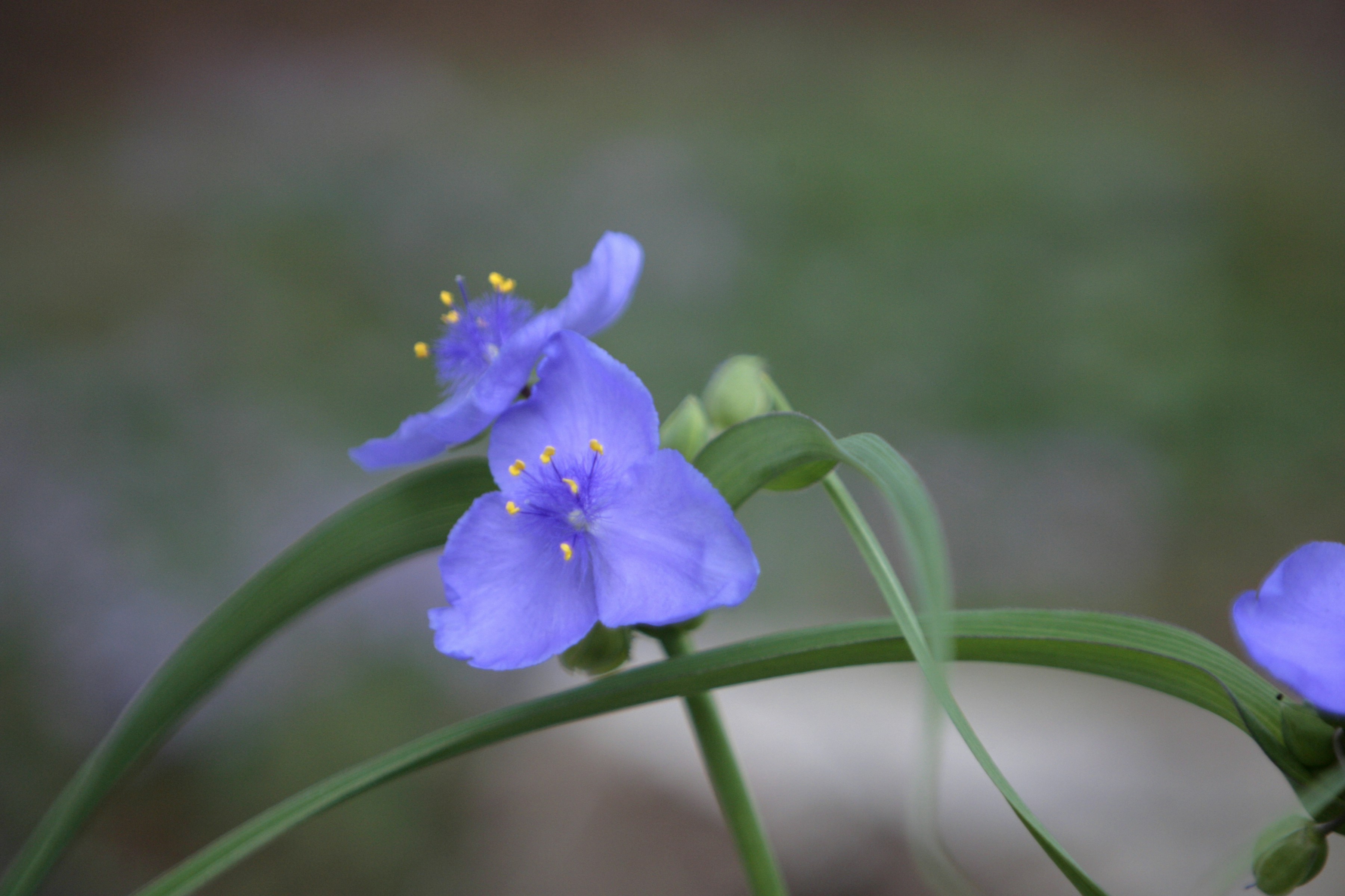 Photo by dtrinksrph
