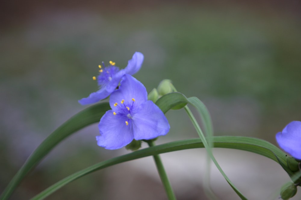 a couple of blue flowers sitting on top of a green plant