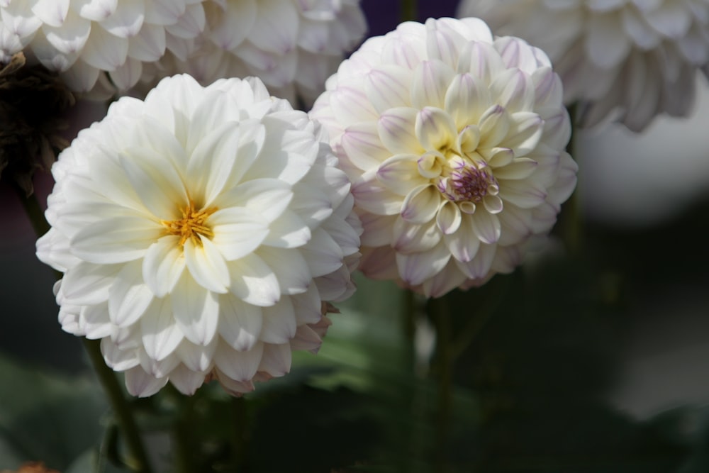 a bunch of white flowers sitting in a vase