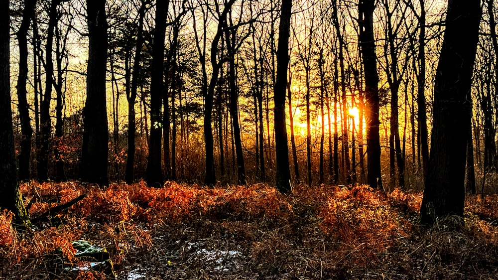 the sun is shining through the trees in the woods