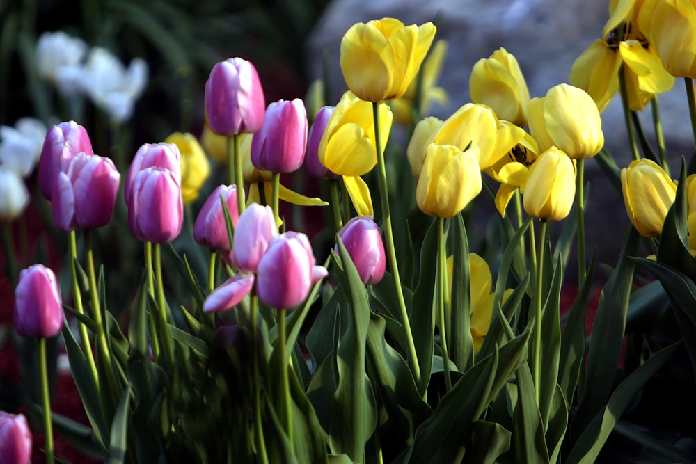 a bunch of flowers that are in the grass