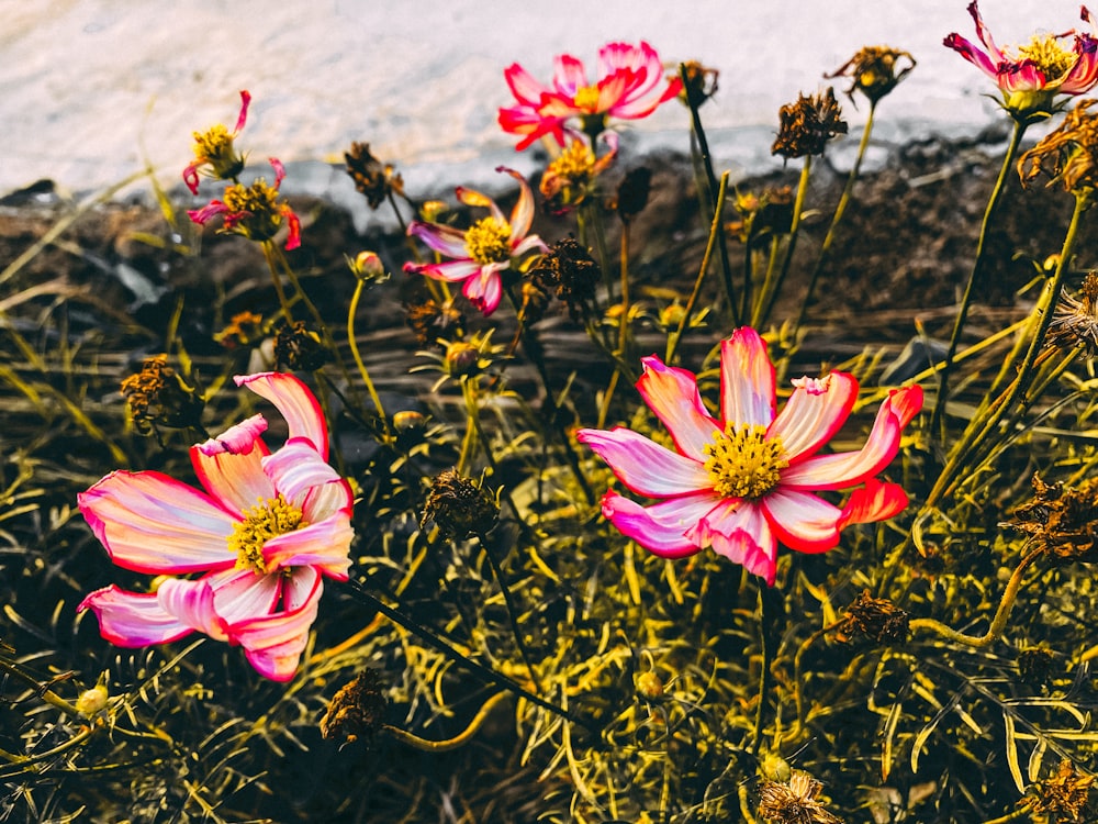 a bunch of flowers that are in the grass