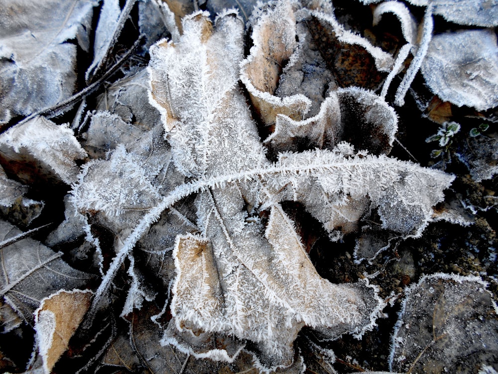 a close up of a leaf covered in frost