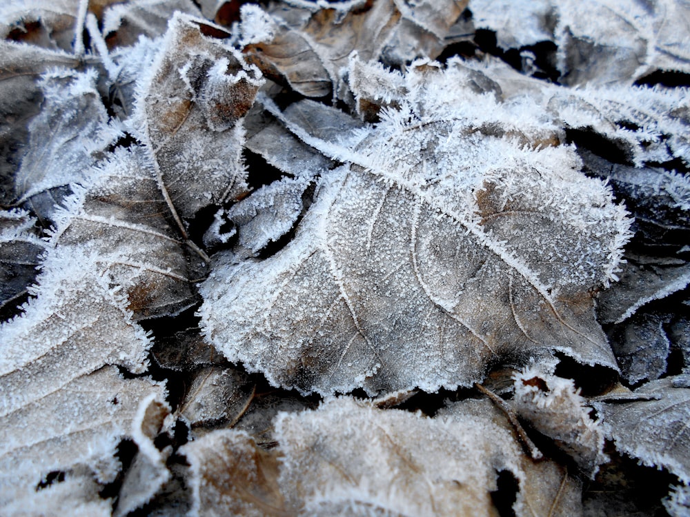 Nahaufnahme eines Blattes, das mit Frost bedeckt ist