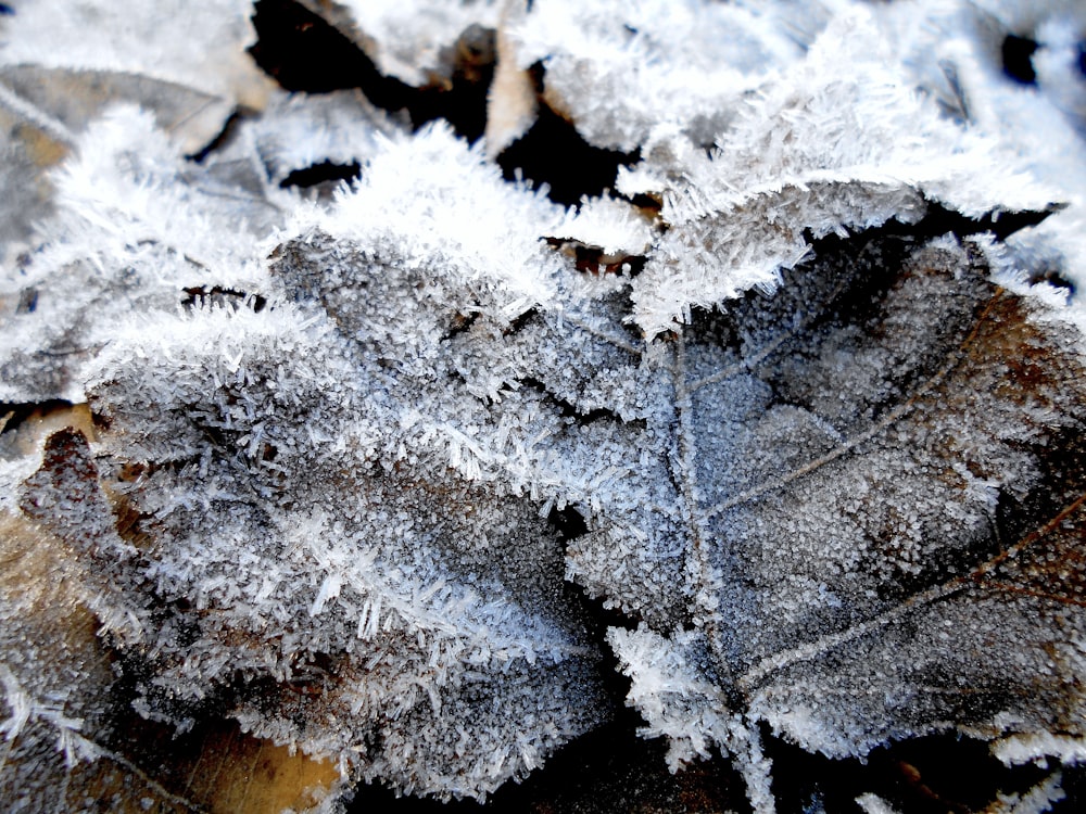 Nahaufnahme eines Blattes, das mit Frost bedeckt ist
