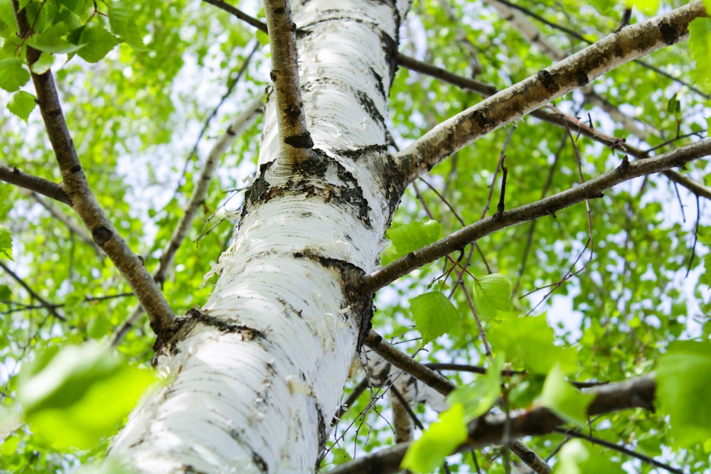a tree with white bark and green leaves