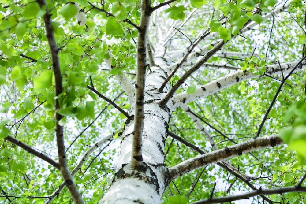 a white birch tree with green leaves in the foreground