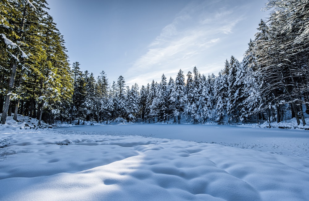 a snow covered field with trees in the background