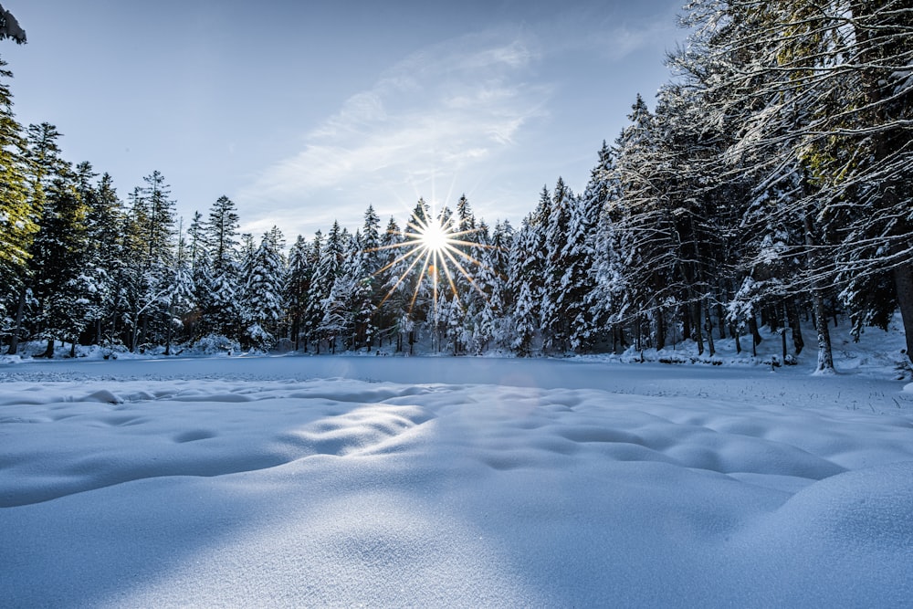 the sun shines brightly through the trees in the snow