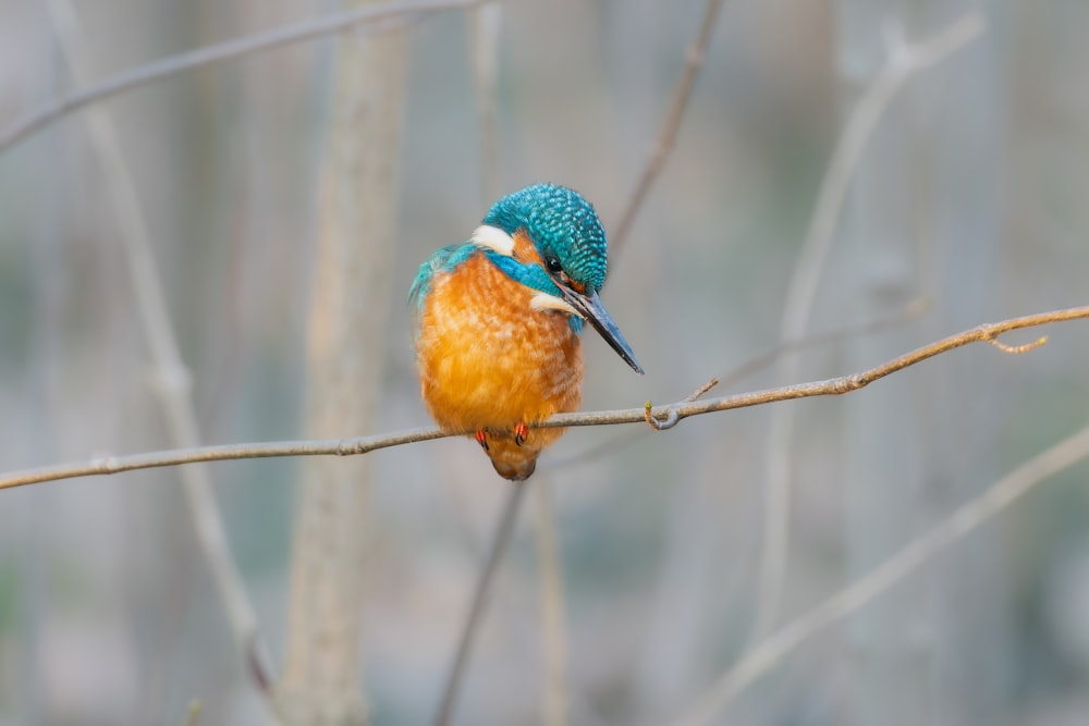 un pequeño pájaro colorido posado en una rama