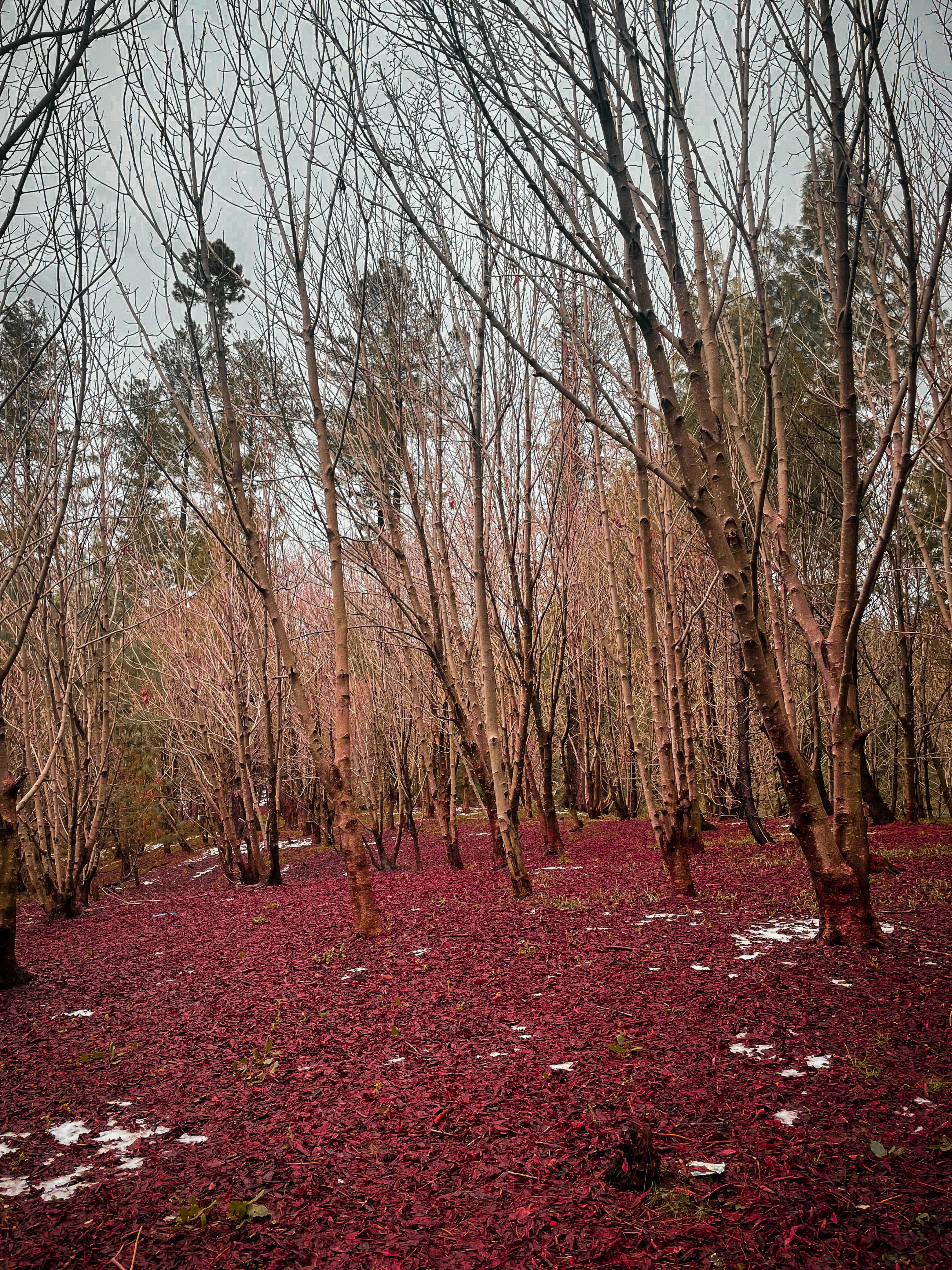 a forest filled with lots of trees covered in red leaves