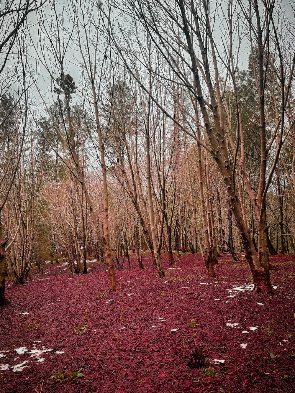 a forest filled with lots of trees covered in red leaves