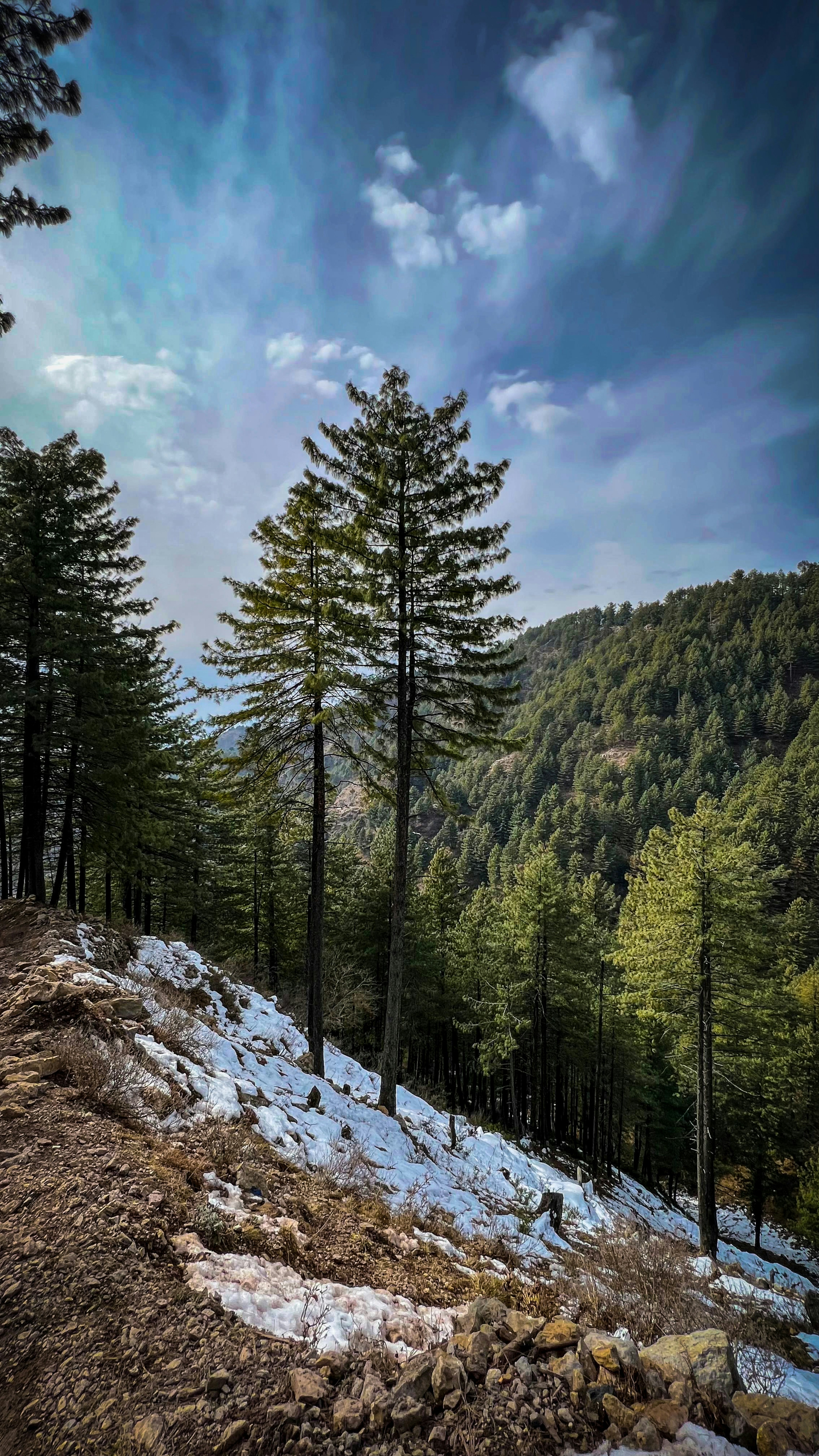 a view of a mountain with trees and snow on the ground