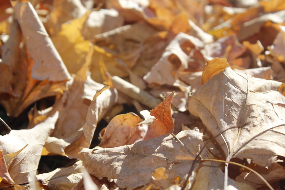 a bunch of leaves that are laying on the ground