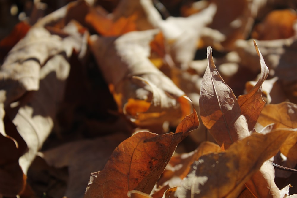 a close up of leaves on the ground