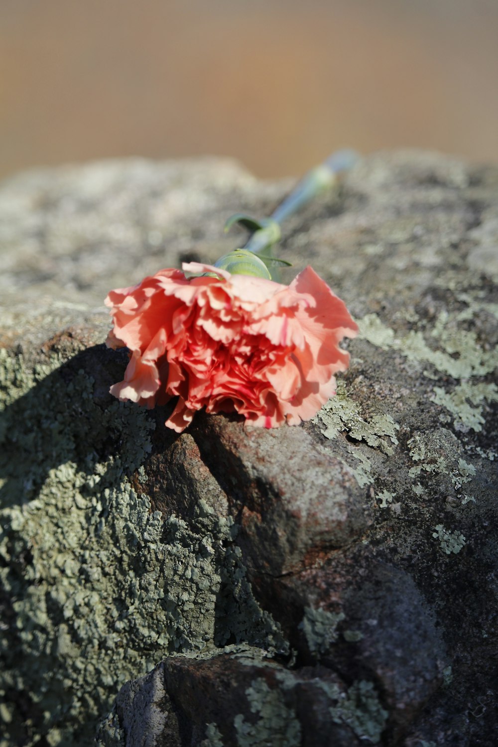 a single pink flower sitting on top of a rock