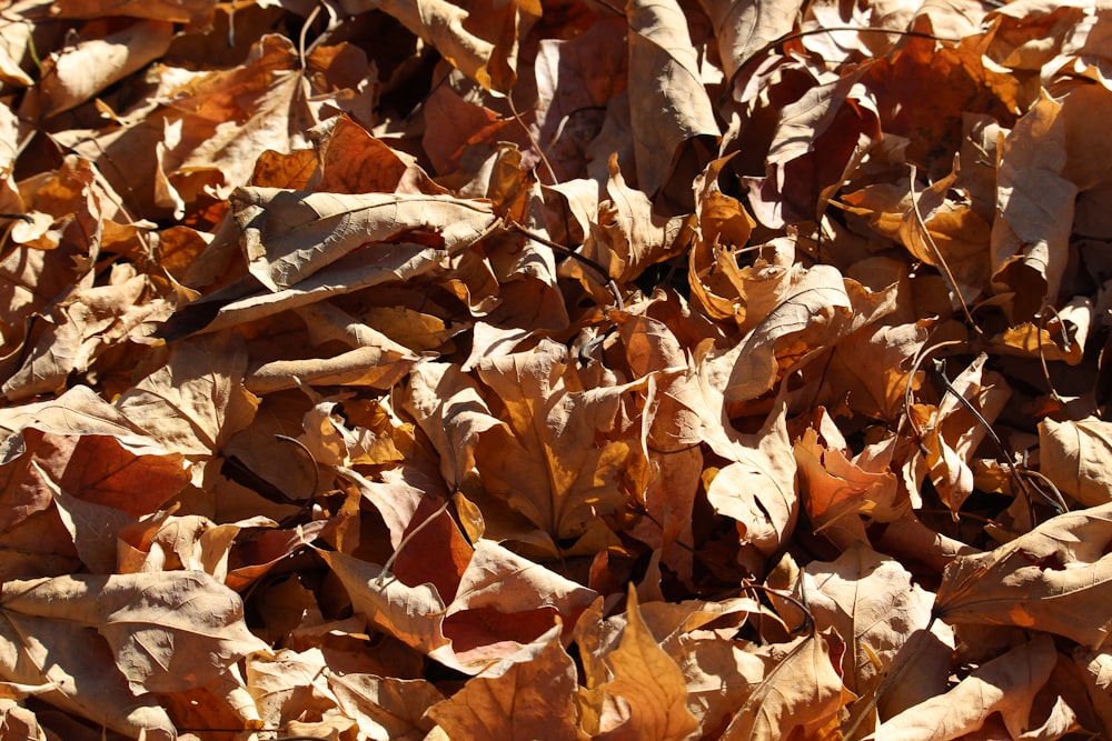 a bunch of leaves that are laying on the ground