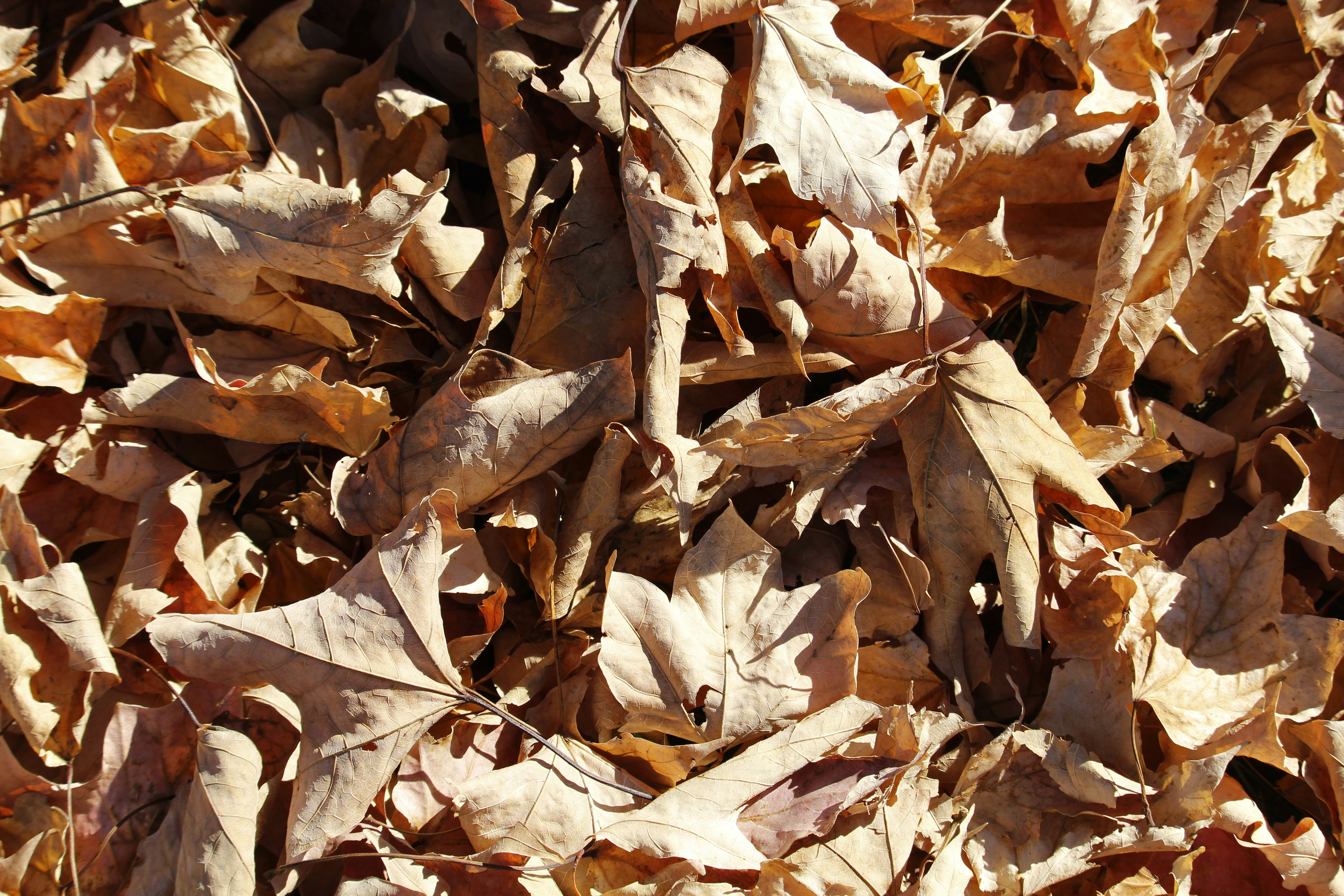 a bunch of leaves that are laying on the ground