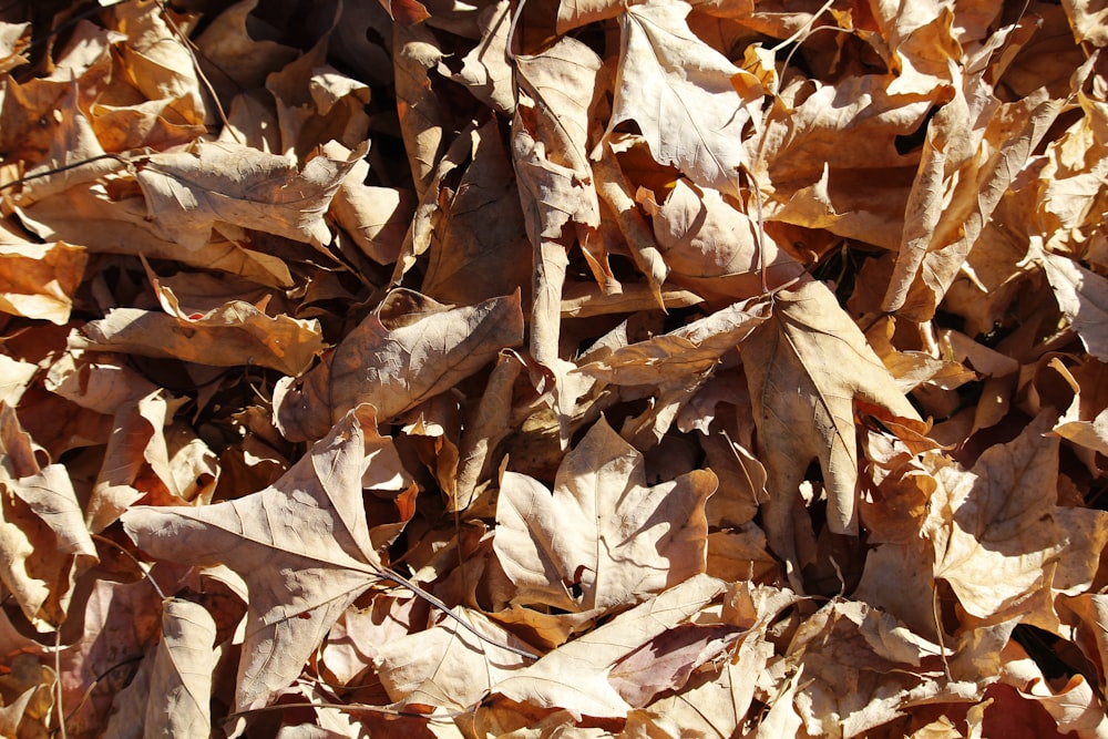 a bunch of leaves that are laying on the ground