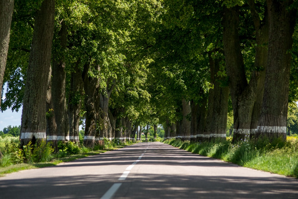 a road lined with trees and grass on both sides