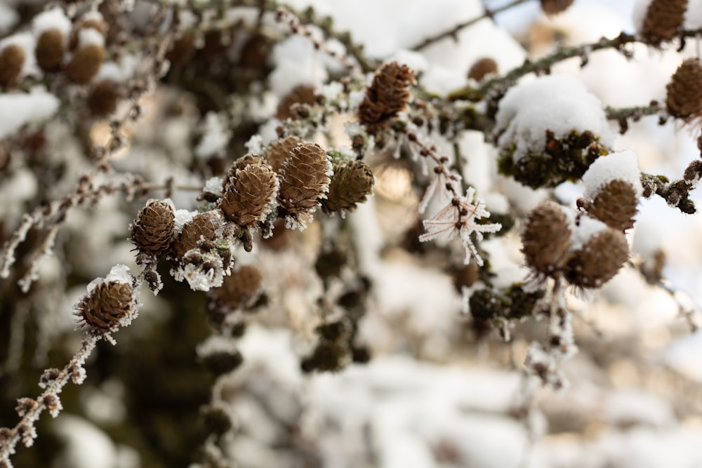 a bunch of snow covered pine cones hanging from a tree