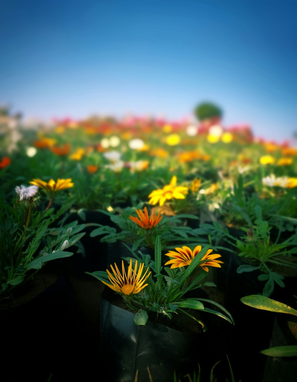 a field full of yellow and white flowers