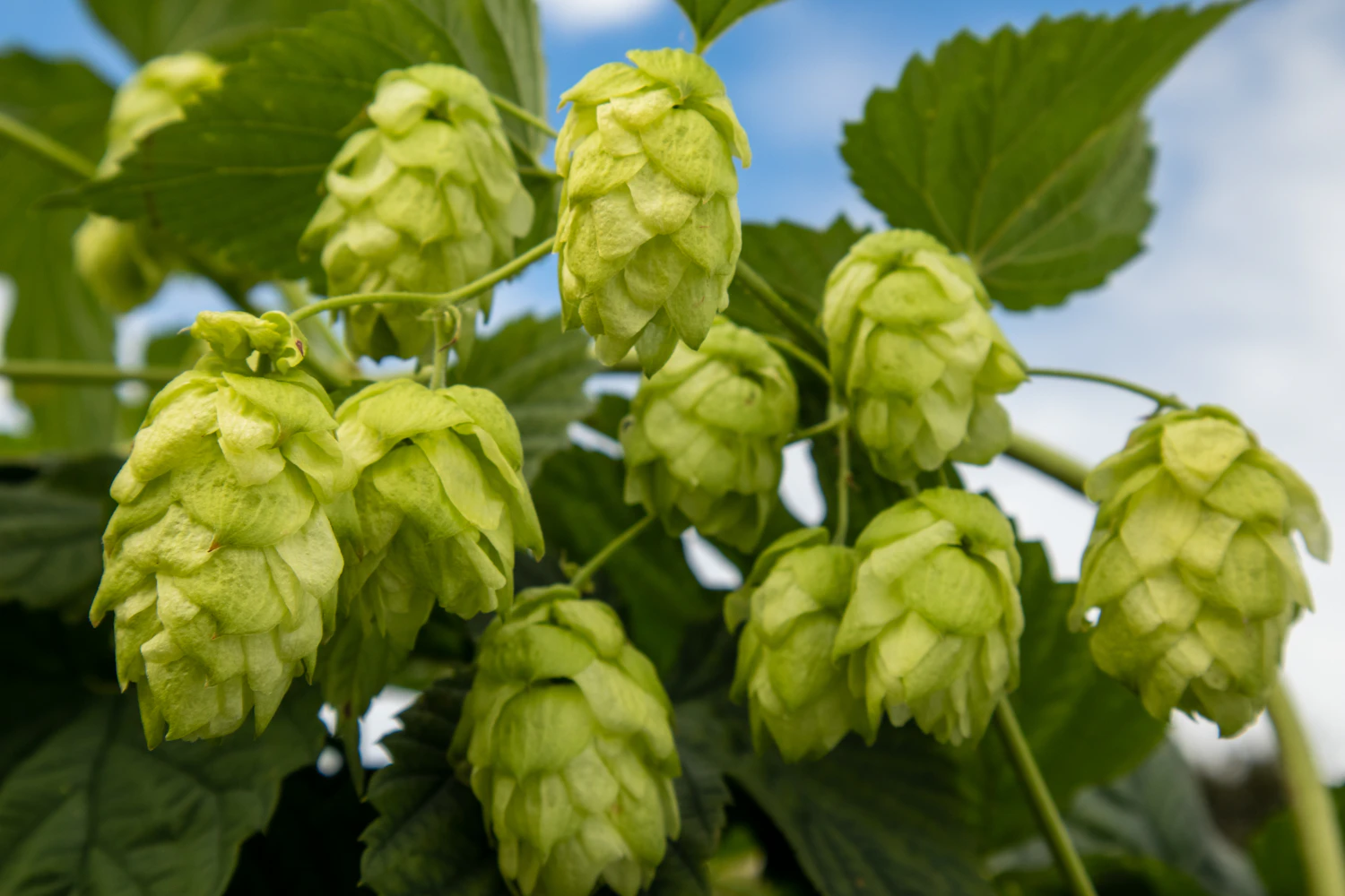 Bright green hop cones hanging from the bine against a blue sky