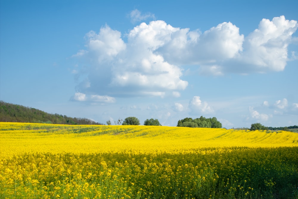 a field of yellow flowers under a cloudy blue sky