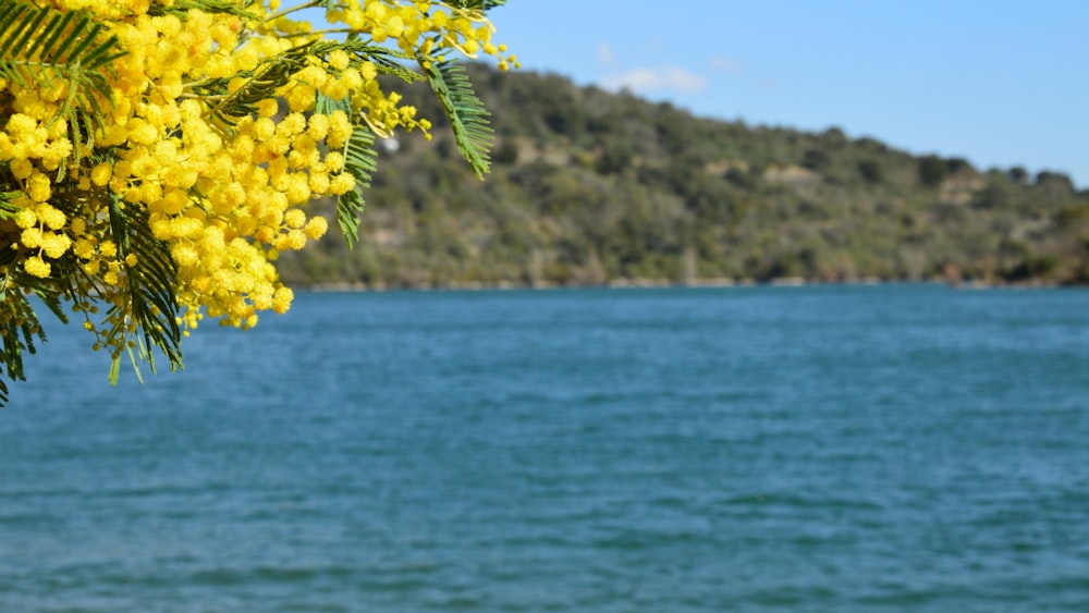 a bunch of yellow flowers on a tree near a body of water