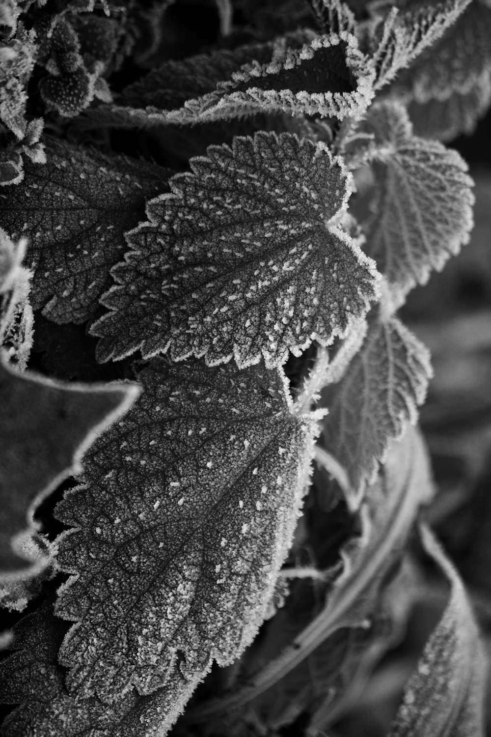 a black and white photo of a leafy plant