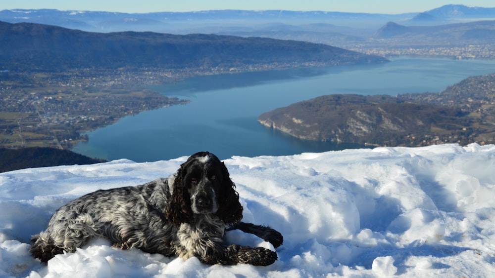 a black and white dog laying in the snow