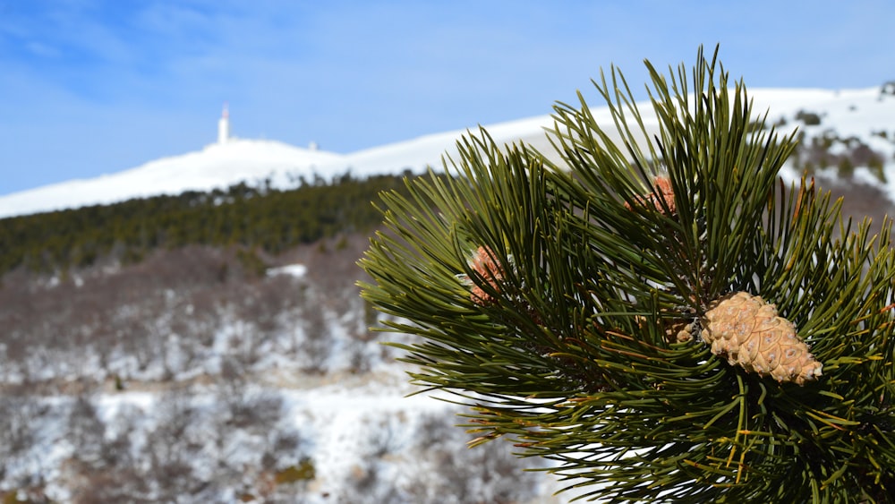 a close up of a pine tree with a mountain in the background