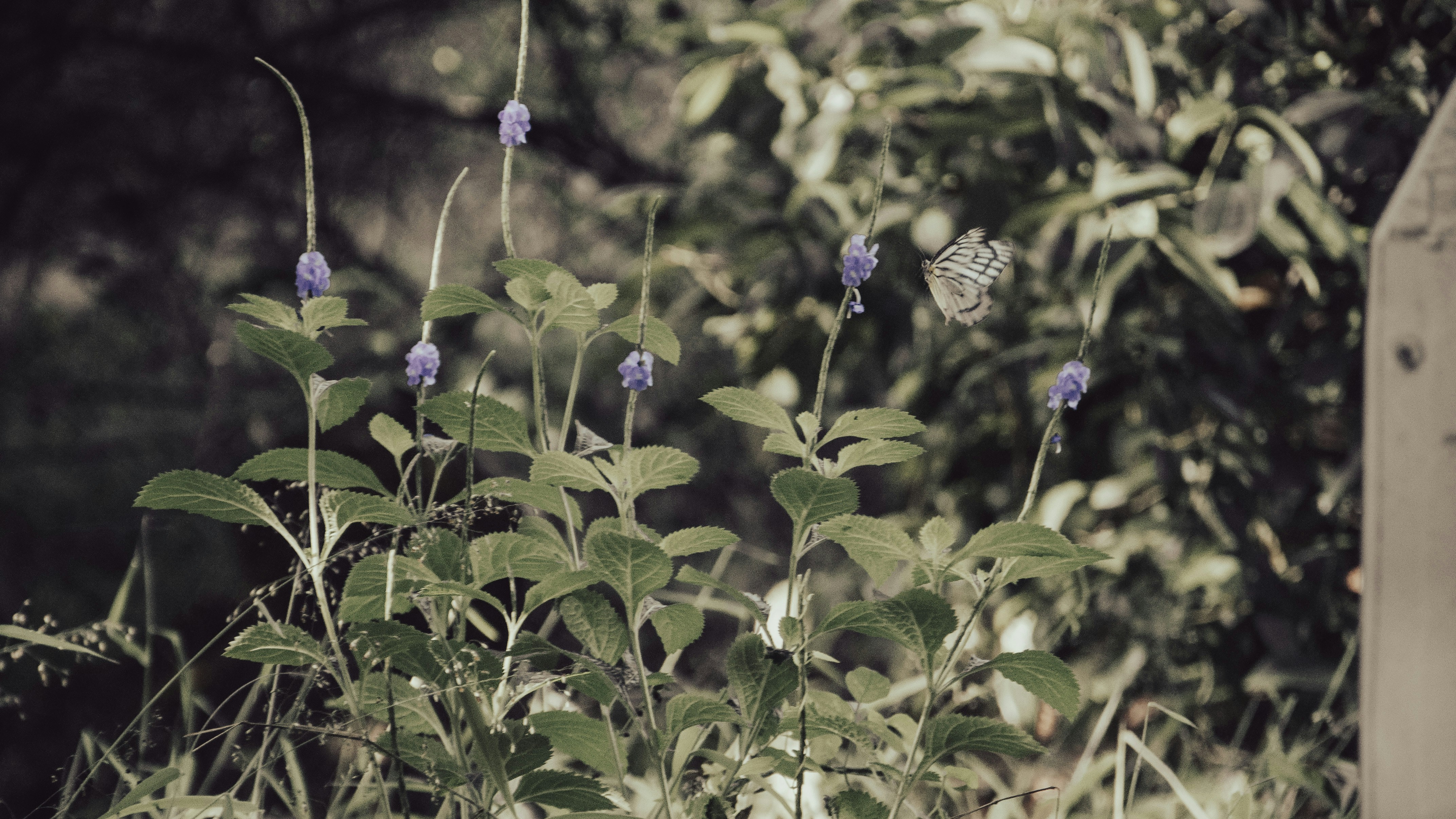 Photo by yanukadeneth99