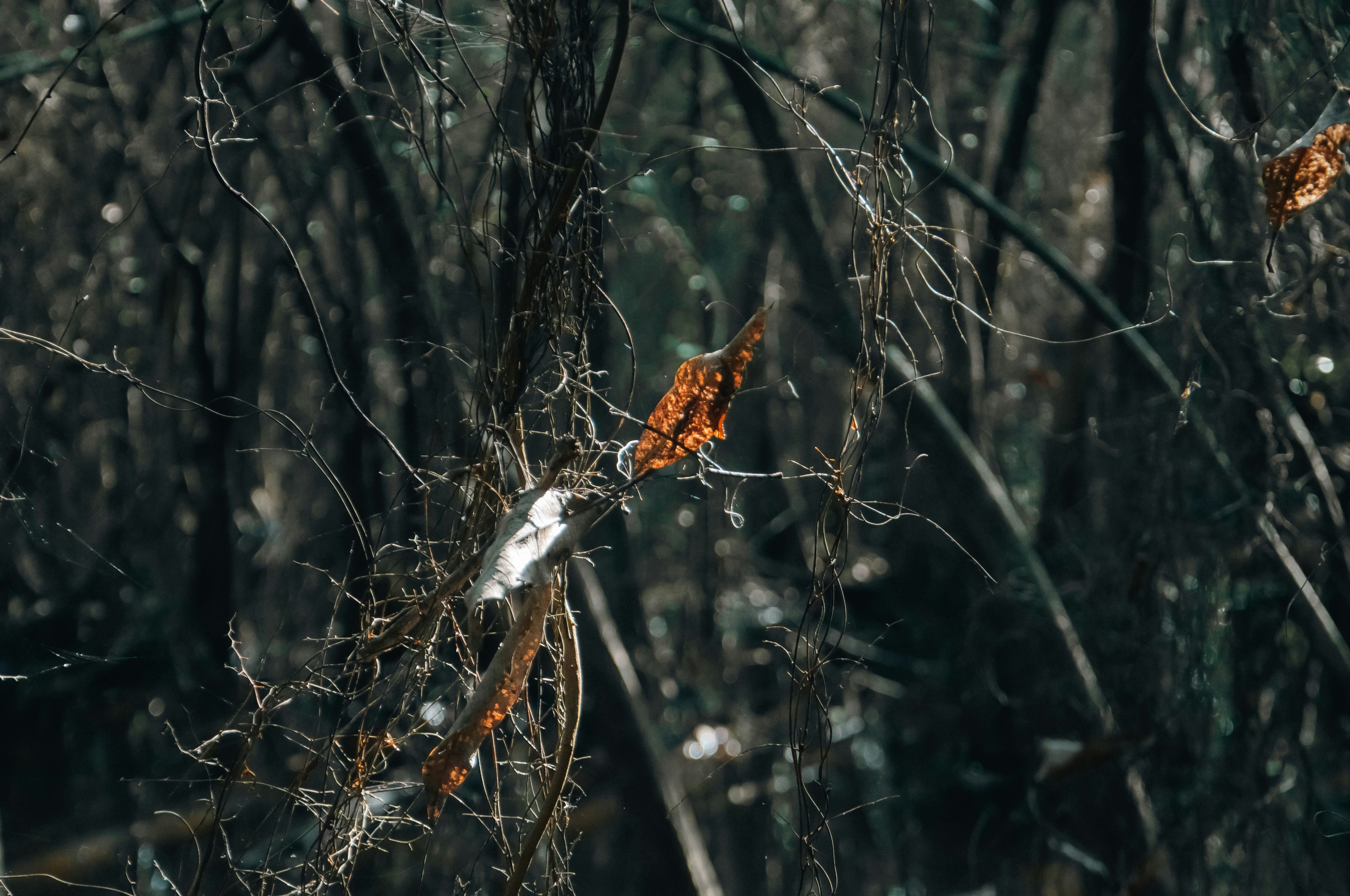 Photo by yanukadeneth99