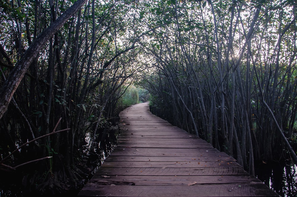 a wooden walkway surrounded by trees and water