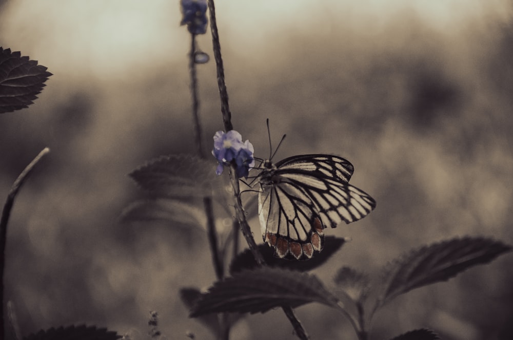 a black and white butterfly sitting on a flower