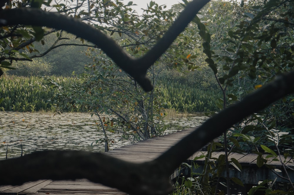 a wooden bridge over a body of water