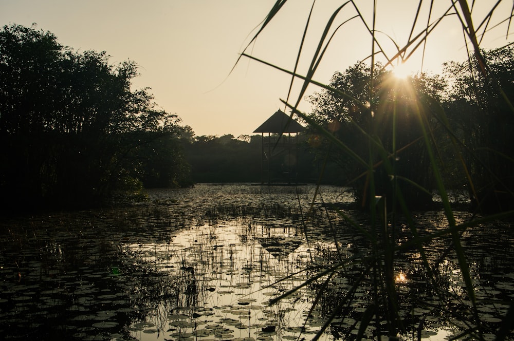 the sun is setting over a lake with lily pads