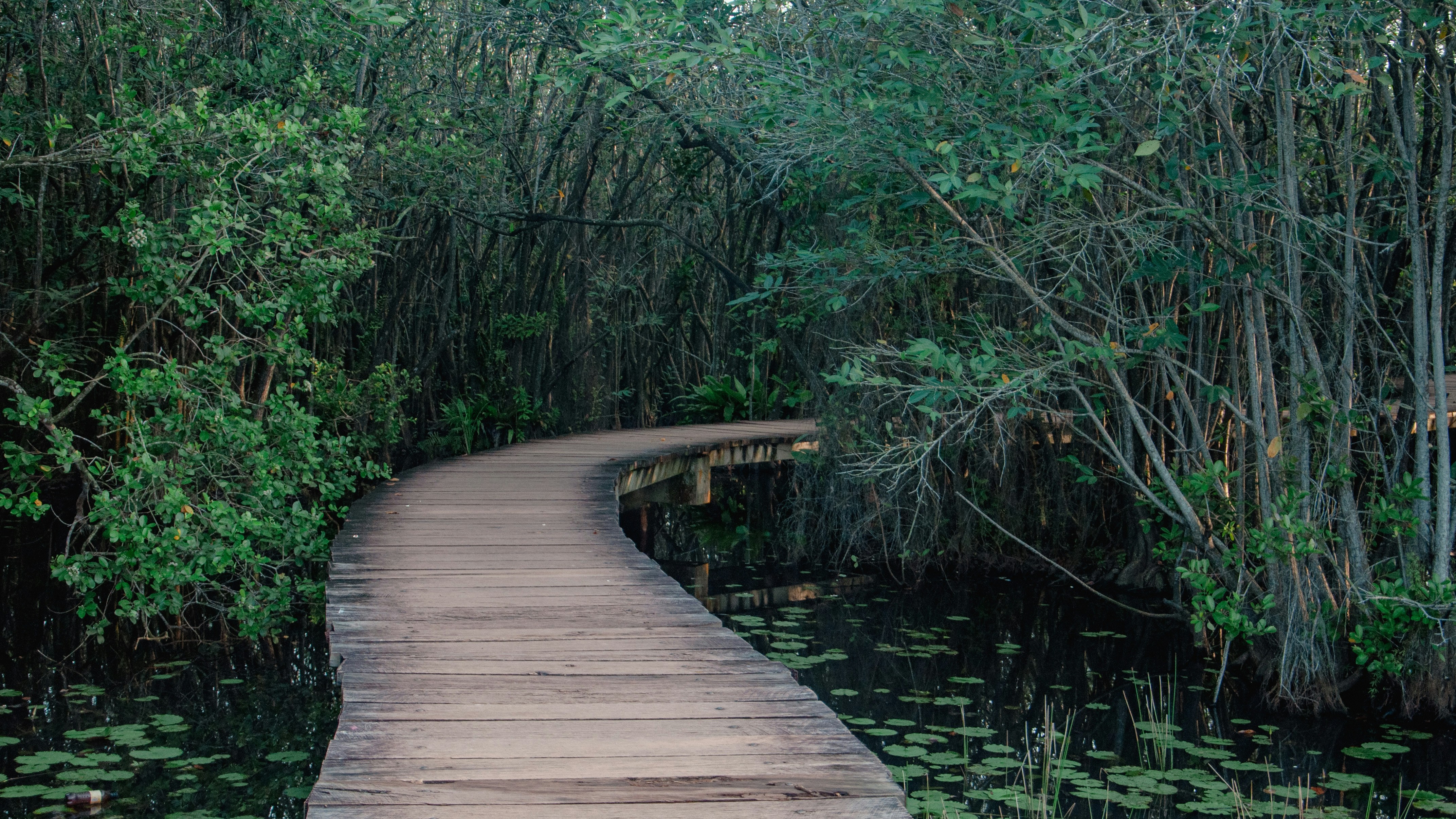 Photo by yanukadeneth99