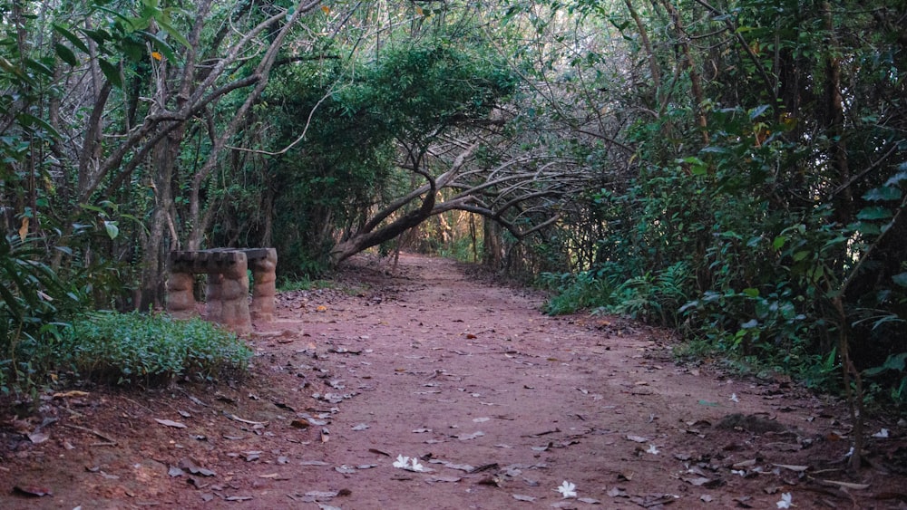 a dirt path surrounded by trees and bushes