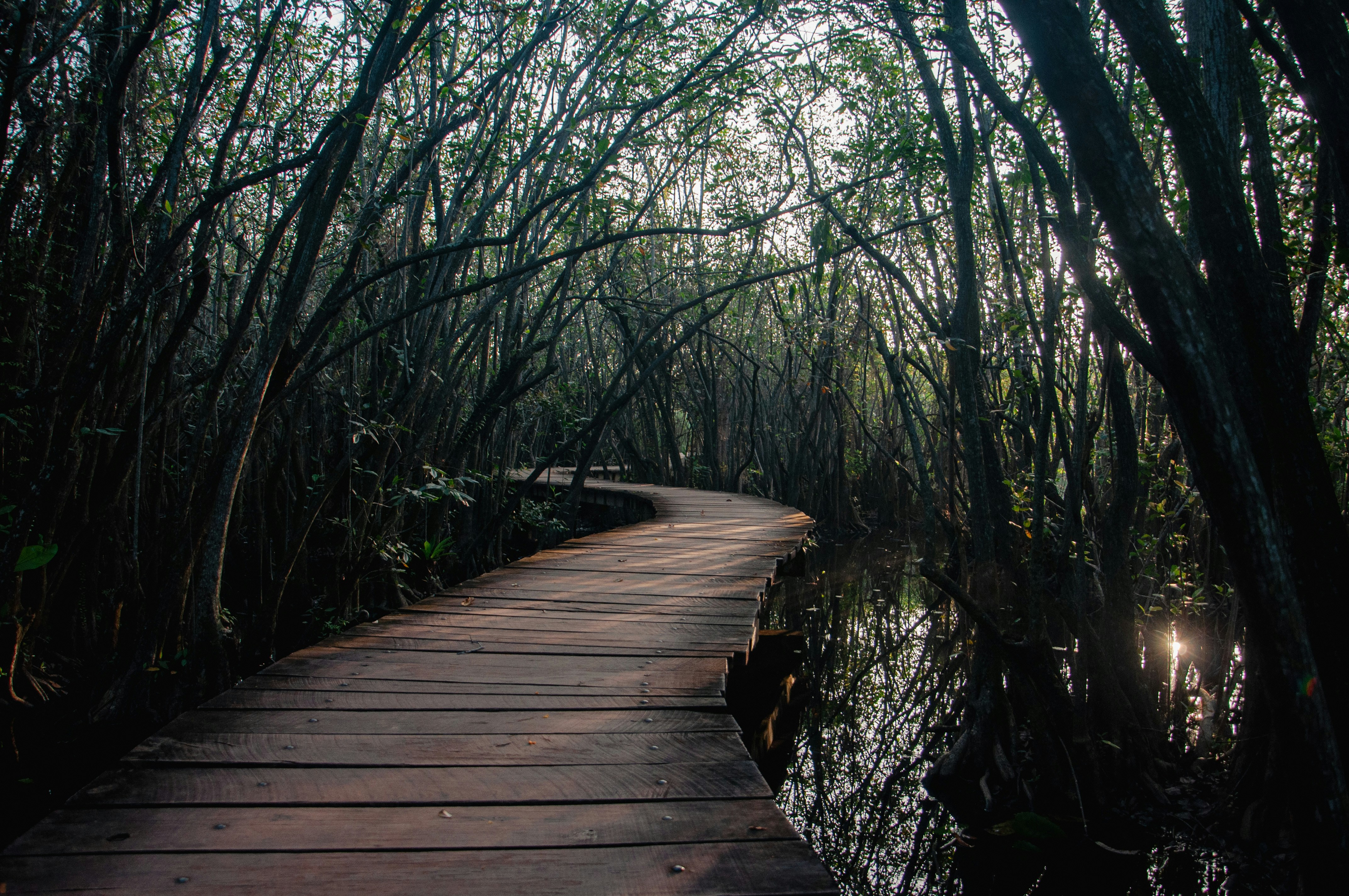 Photo by yanukadeneth99