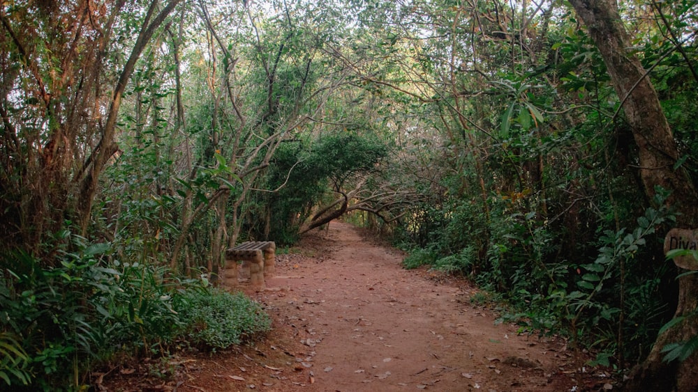 a dirt path in the middle of a forest