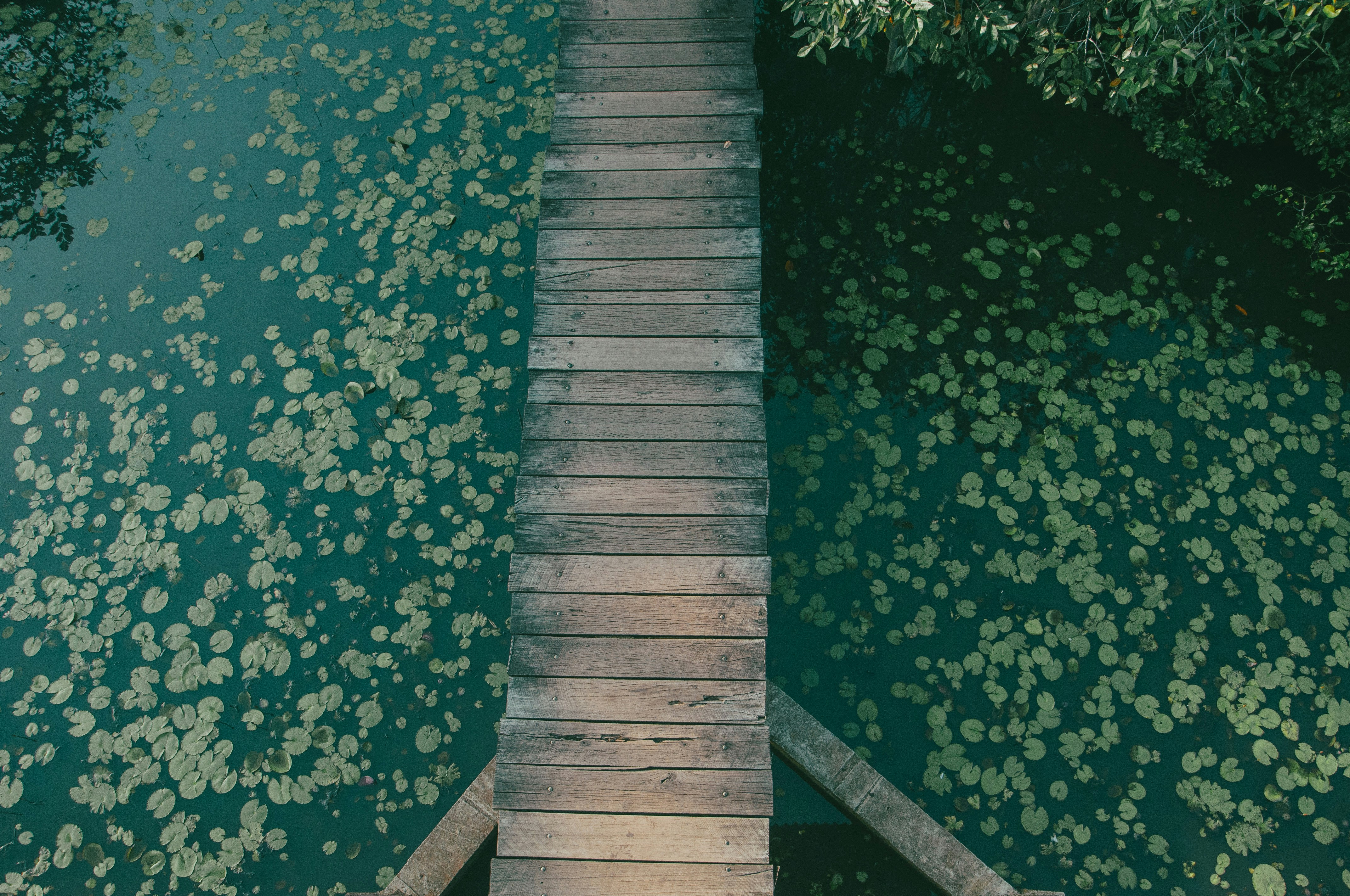 A wooden bridge over a body of water photo – Free Leaves Image on Unsplash