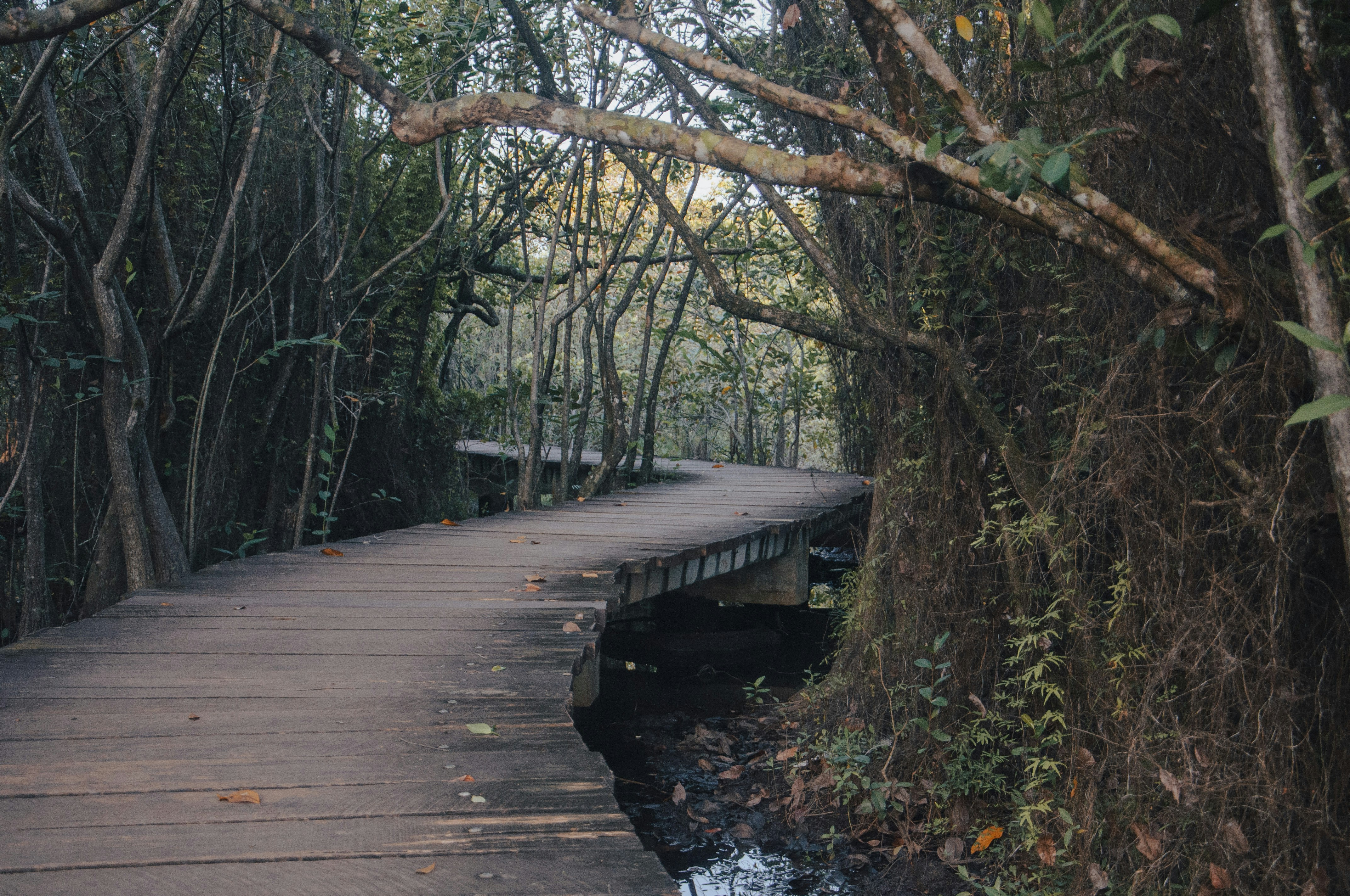 Photo by yanukadeneth99