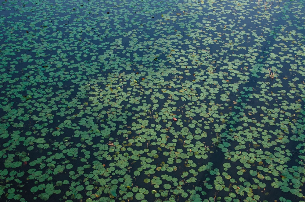 a body of water filled with lots of green plants