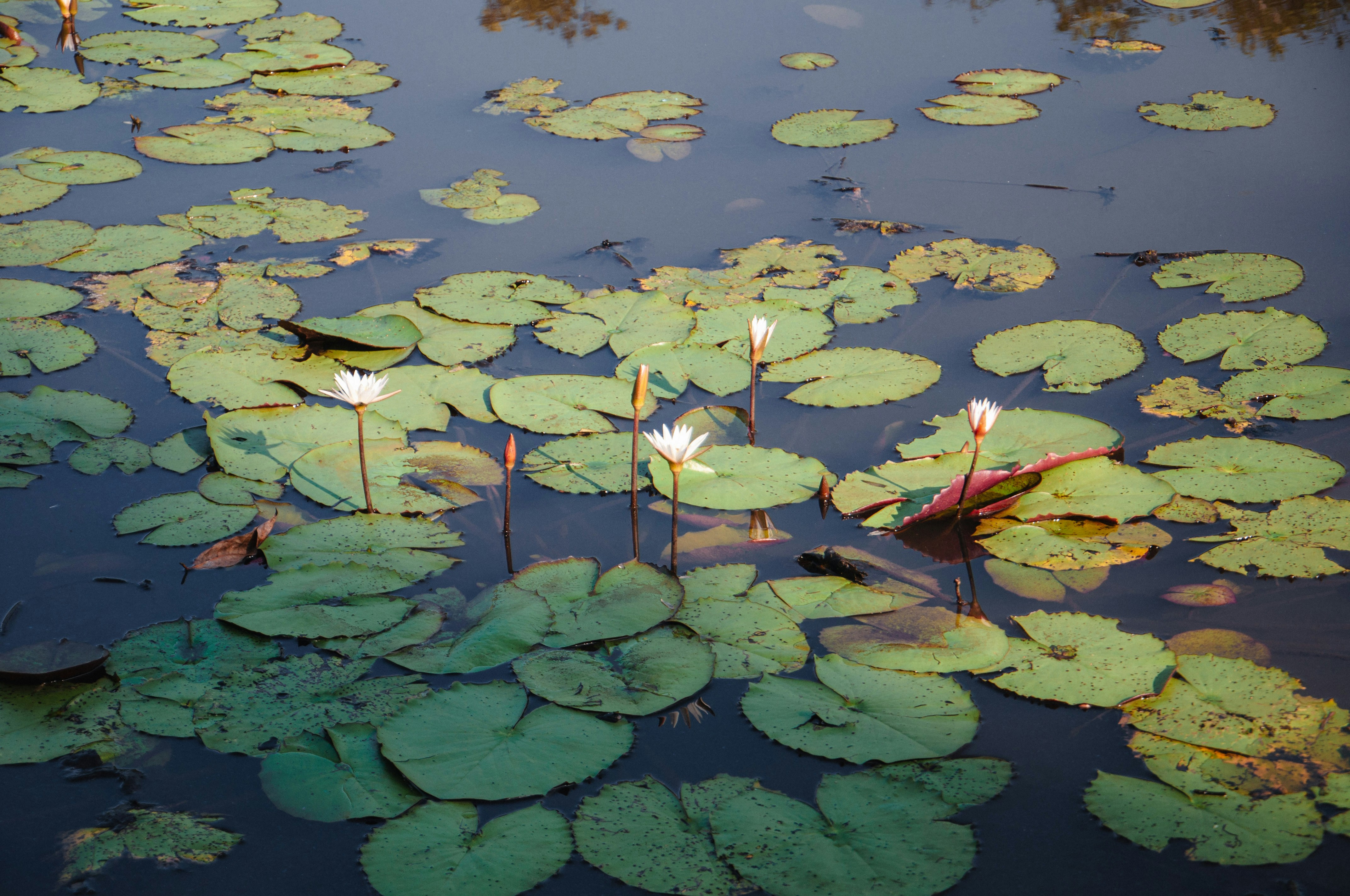 Photo by yanukadeneth99