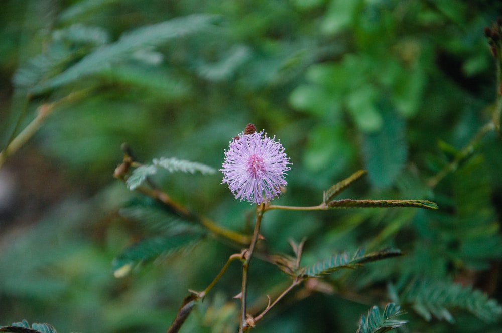 eine kleine rosa Blume, die auf einem Ast sitzt