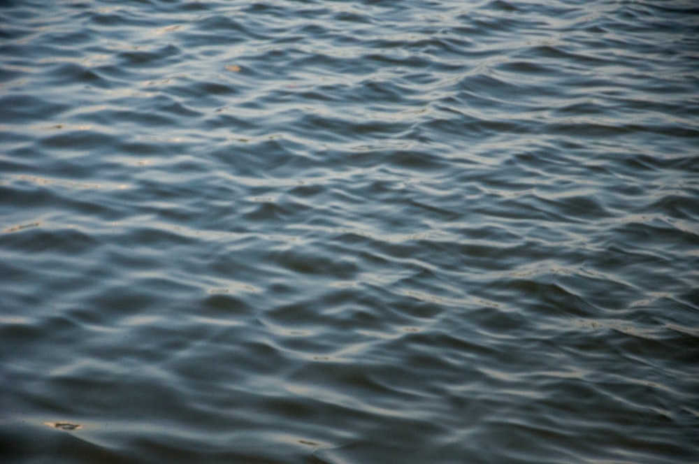 a large body of water with small waves