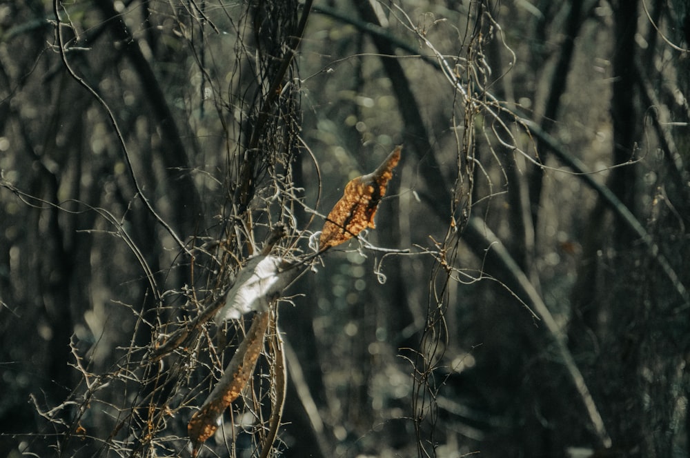 ein Blatt, das an einem Ast im Wald hängt